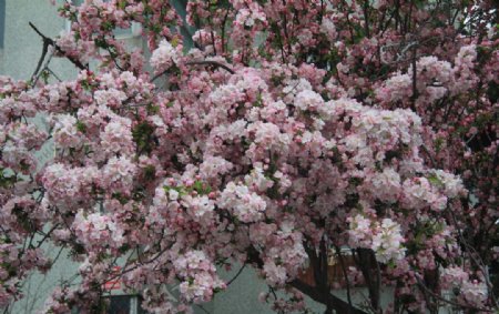 粉色海棠图片