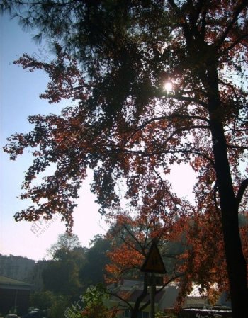 岳麓山的枫树图片