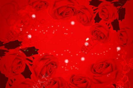大红玫瑰情人节图片