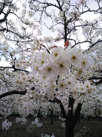 梨花图片