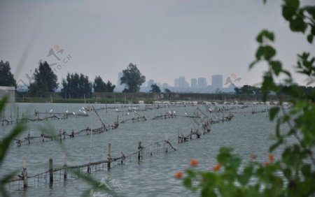 湿地上的鸟群图片