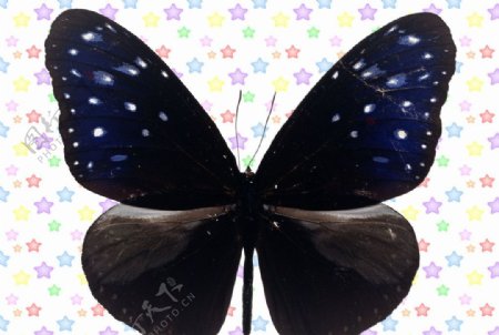 蓝斑前翅黑尾蝶图片