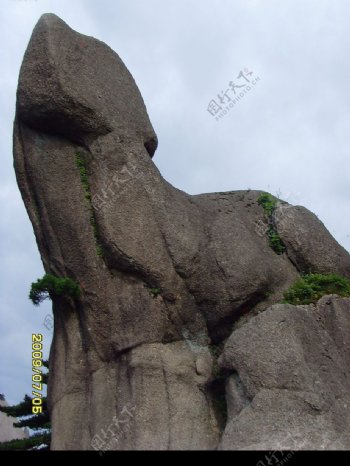 黄山的大象石图片