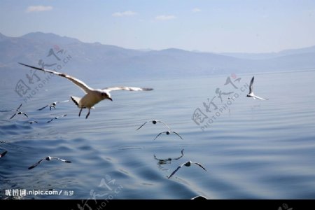 海面上快乐的海鸥群图片