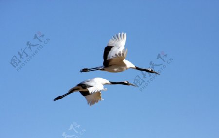 两只飞行中的白鹤图片