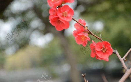 海棠迎春图片
