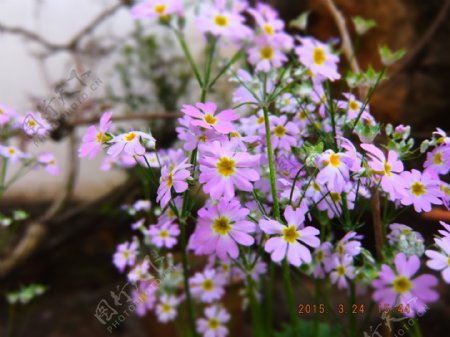 紫雏菊图片