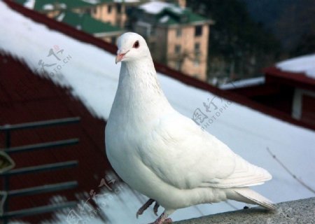 鸽子图片