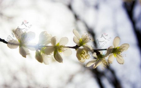 春季花朵图片