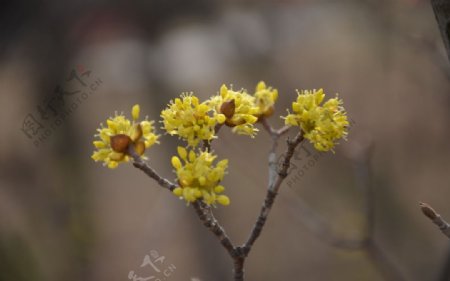 山茱萸图片