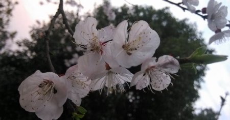 杏花图片