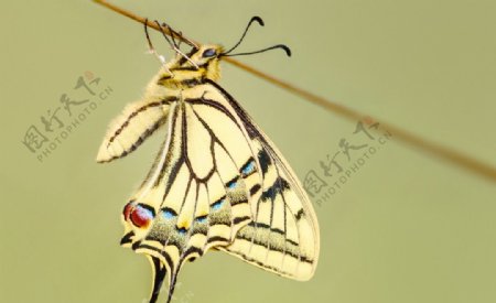 燕尾蝶图片
