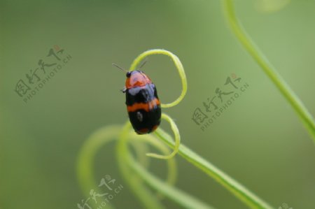 蕨叶上的昆虫图片