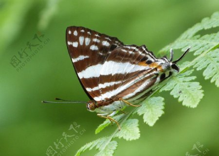 黑燕尾蚬蝶图片