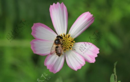 蜜蜂与波斯菊图片