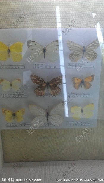 蝴蝶图案造型图片