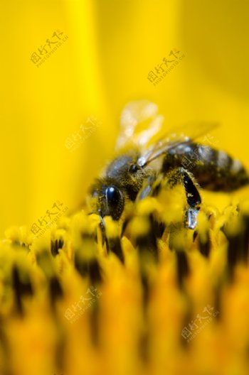 黑蜂采蜜图片