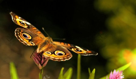 蝴蝶图片