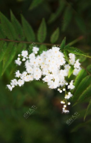 小白花图片