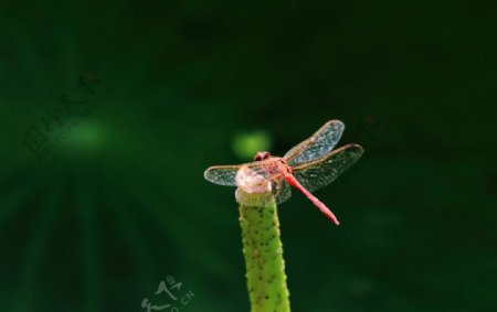 秋日红蜻蜓图片