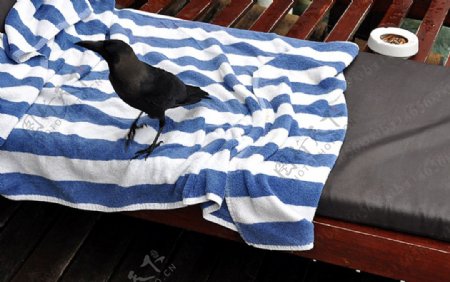 黑色的鸟条纹浴巾图片