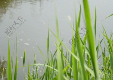 池塘风光图片
