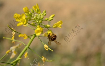蜜蜂油菜花图片