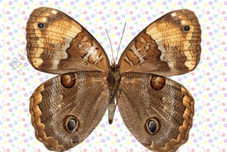 雌孔雀翎图案纹理蝴蝶图片