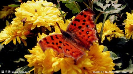 蝴蝶与菊花图片