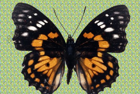 黑褐色皇后斑蝶图片