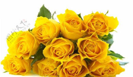 鲜艳的黄玫瑰图片