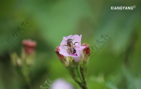 蜜蜂采集花粉图片