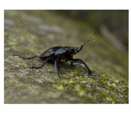 甲虫图片