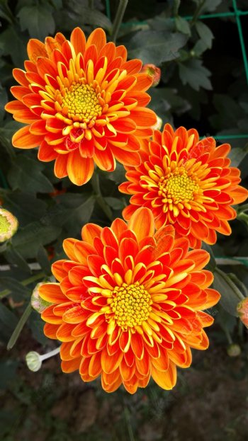 橙菊花图片