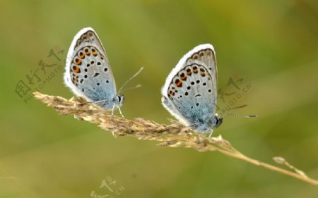 两只蝴蝶图片