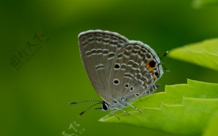 越南灰蝴蝶图片