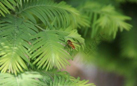 绿叶上的蜜蜂图片