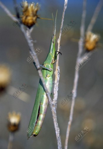 竹节蝗虫图片