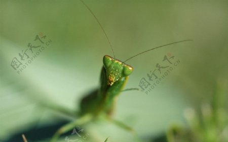 昆虫虫子图片