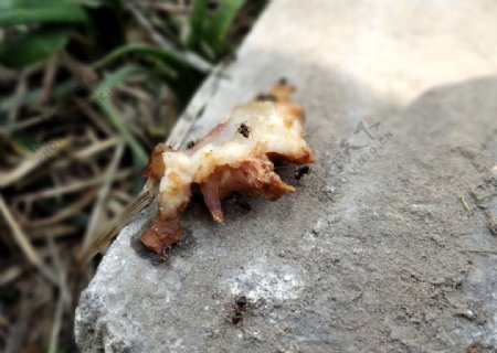 蚂蚁吃食图片