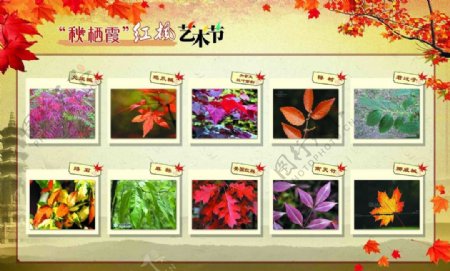 红枫艺术节展板图片