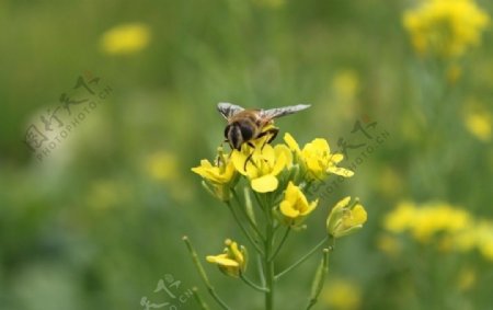 蜜蜂与油菜花图片