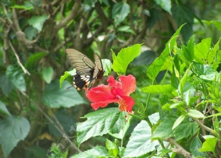 蝴蝶和红花图片