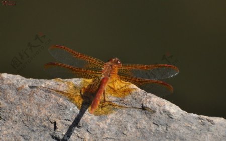 水边的蜻蜓图片