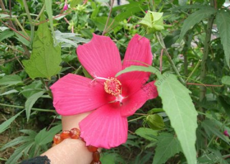 邢侗公园的绿树红花图片