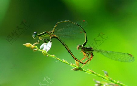 蜻蜓热恋图片