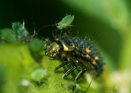 瓢虫幼虫捕食蚜虫图片