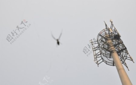 飞翔的蜘蛛图片