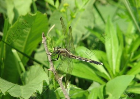 蜻蜓异色灰蜓雌性图片