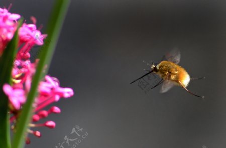 飞向鲜花的昆虫图片